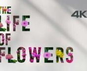 The Life of flowers 8K 60pnhttps://youtu.be/I25lVXuJRTYnnThank you for watching!nnMusic: West One Music. nalbum: 067 Simple Strings.nTrack: Happy-go-lucky