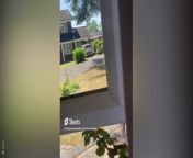 &#60;p&#62;Eunice Day was caught on video storming across to neighbour Suzanne Webb&#39;s house  in Ferndown, Dorset, before reaching over her potted geranium plant to assault her.&#60;/p&#62;&#60;p&#62;Credit: Solent&#60;/p&#62;