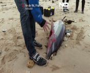 Several dozen dolphin carcasses have been found on the beaches of the Atlantic coast on Monday, in a new &#92;